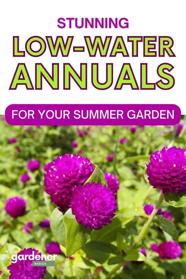 Drought Basics Reference: The Best Drought Tolerant Annuals For A Stunning Low Water
