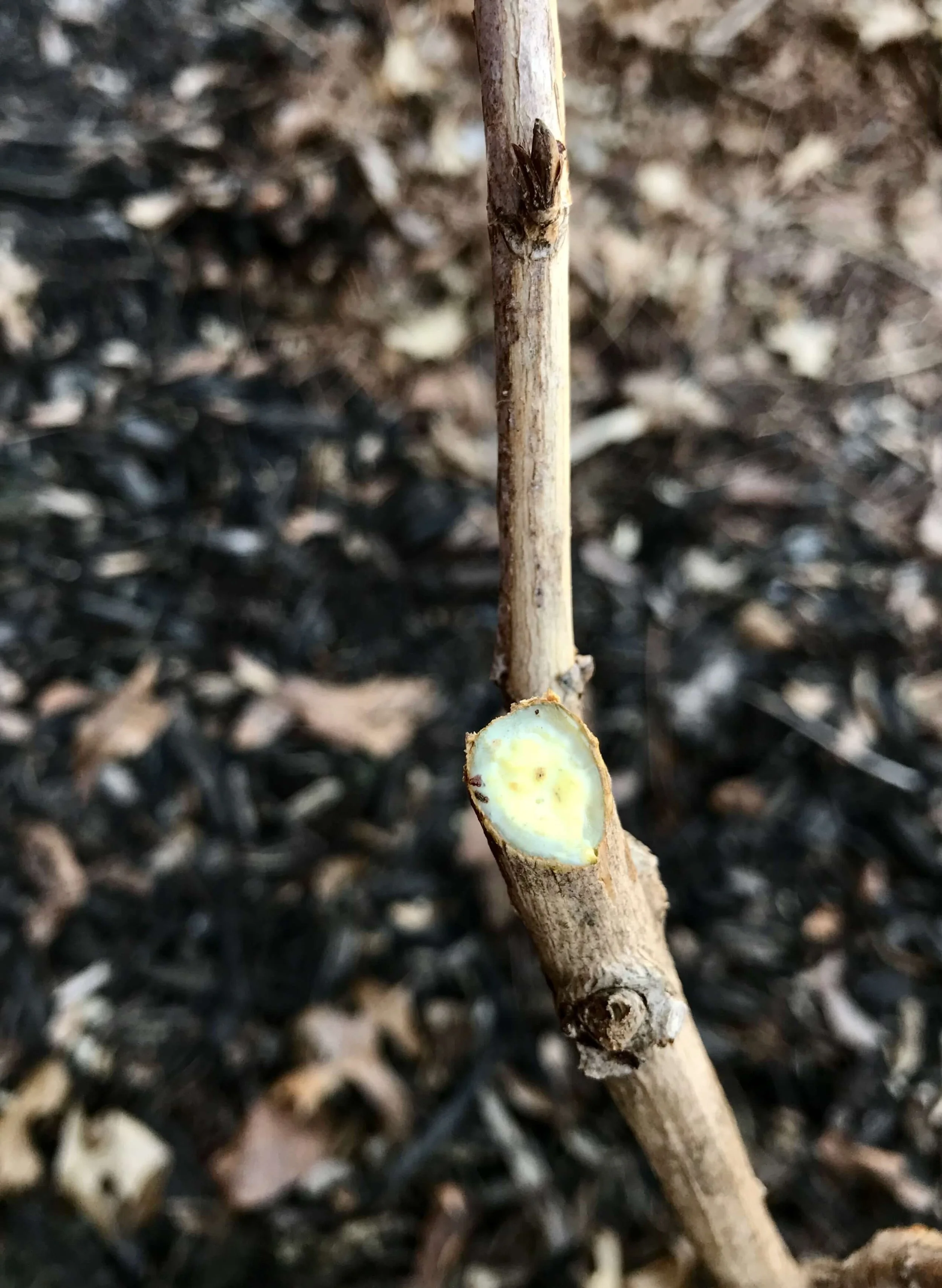 hydrangea cane borer treatment