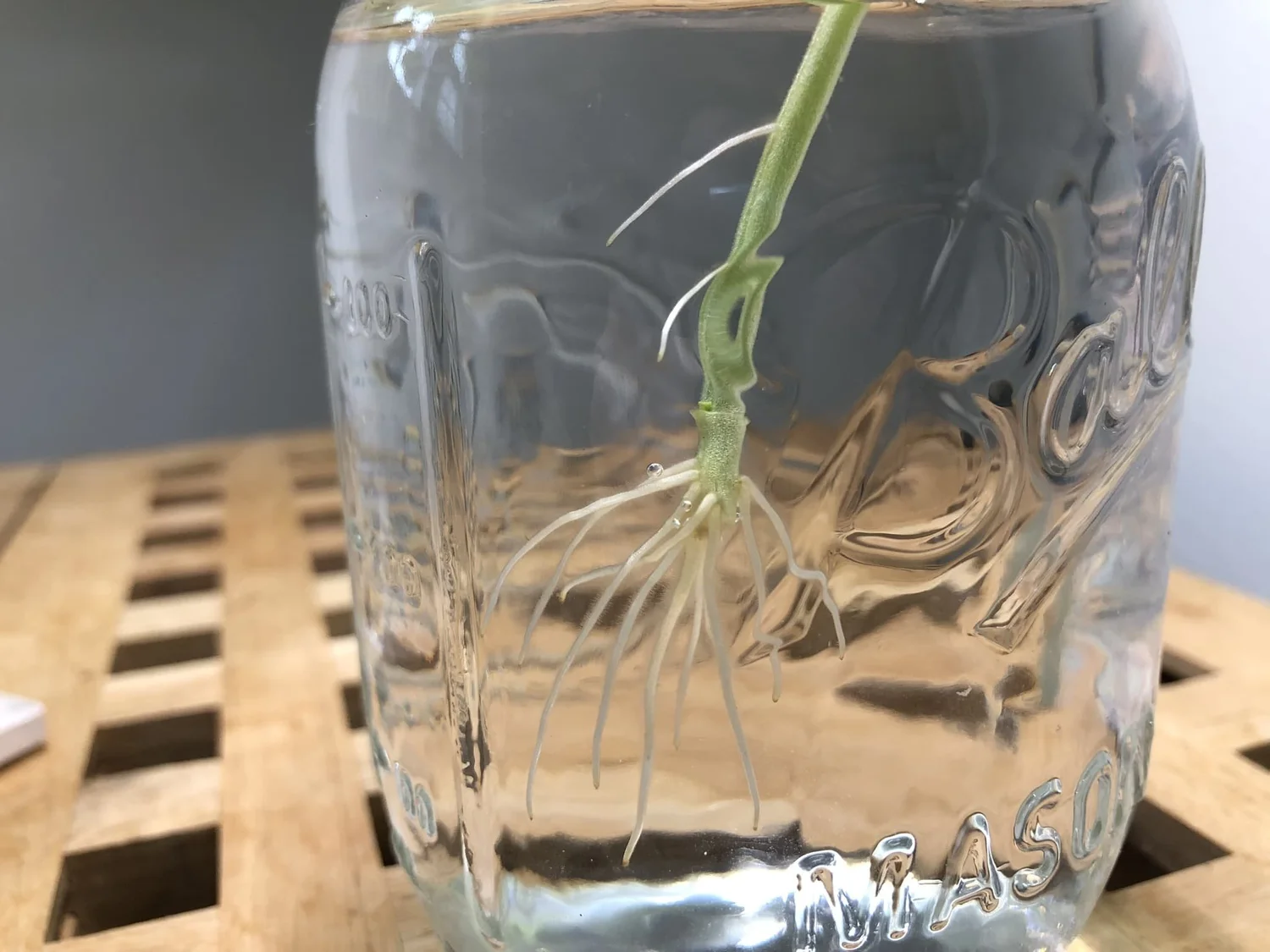 Growing Basil From Cuttings: An Easy and Fun Guide
