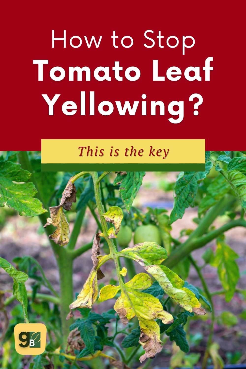 Yellow Leaves On Tomato Plants Here S Why And How To Fix It