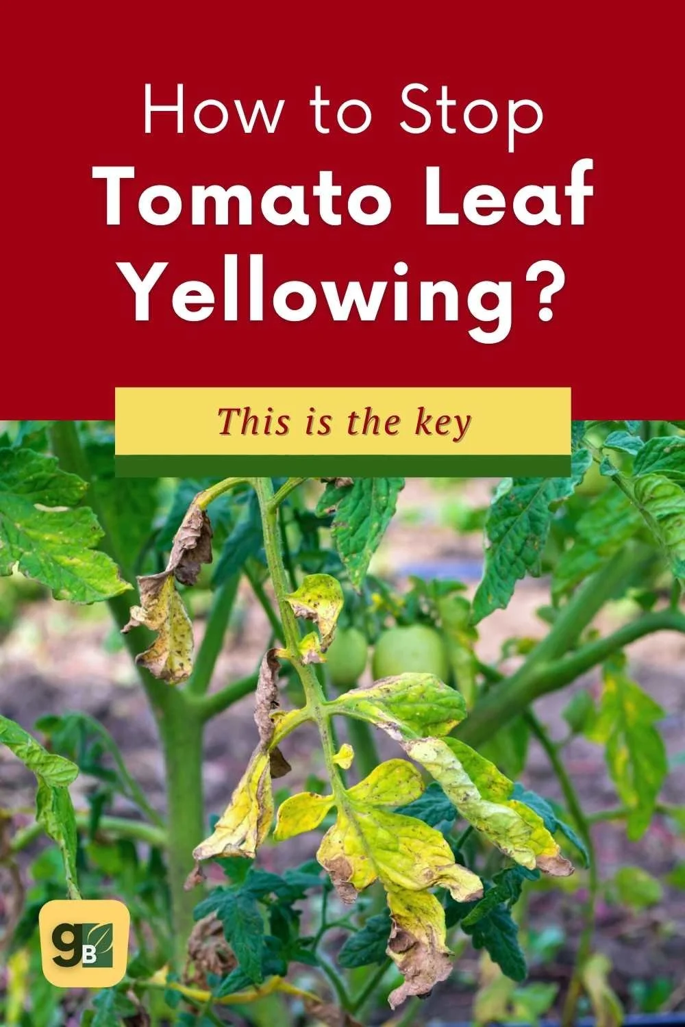 Yellow Leaves on Tomato Plants? Here's Why and How to Fix It