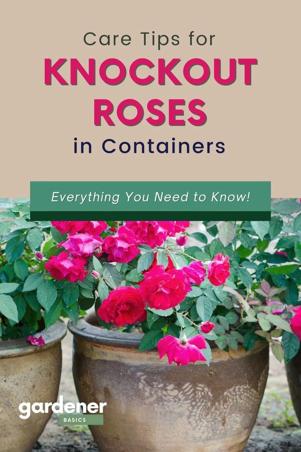 knockout roses in containers