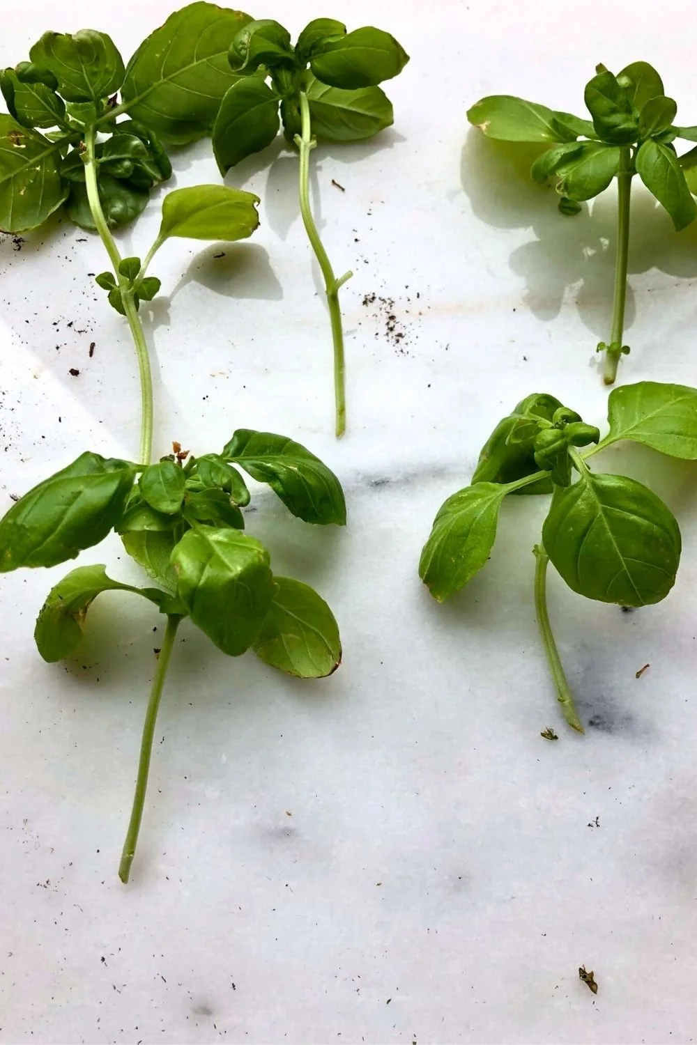 Growing Basil From Cuttings: An Easy and Fun Guide