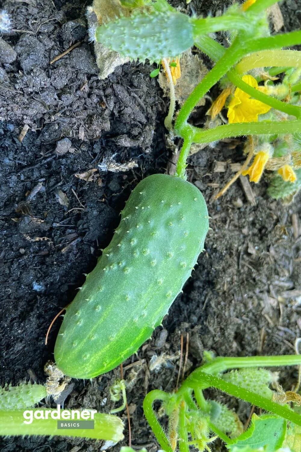 Cucumbers