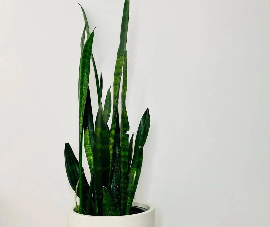 12 Tall Succulents to Instantly Elevate Your Garden or Home into a ...