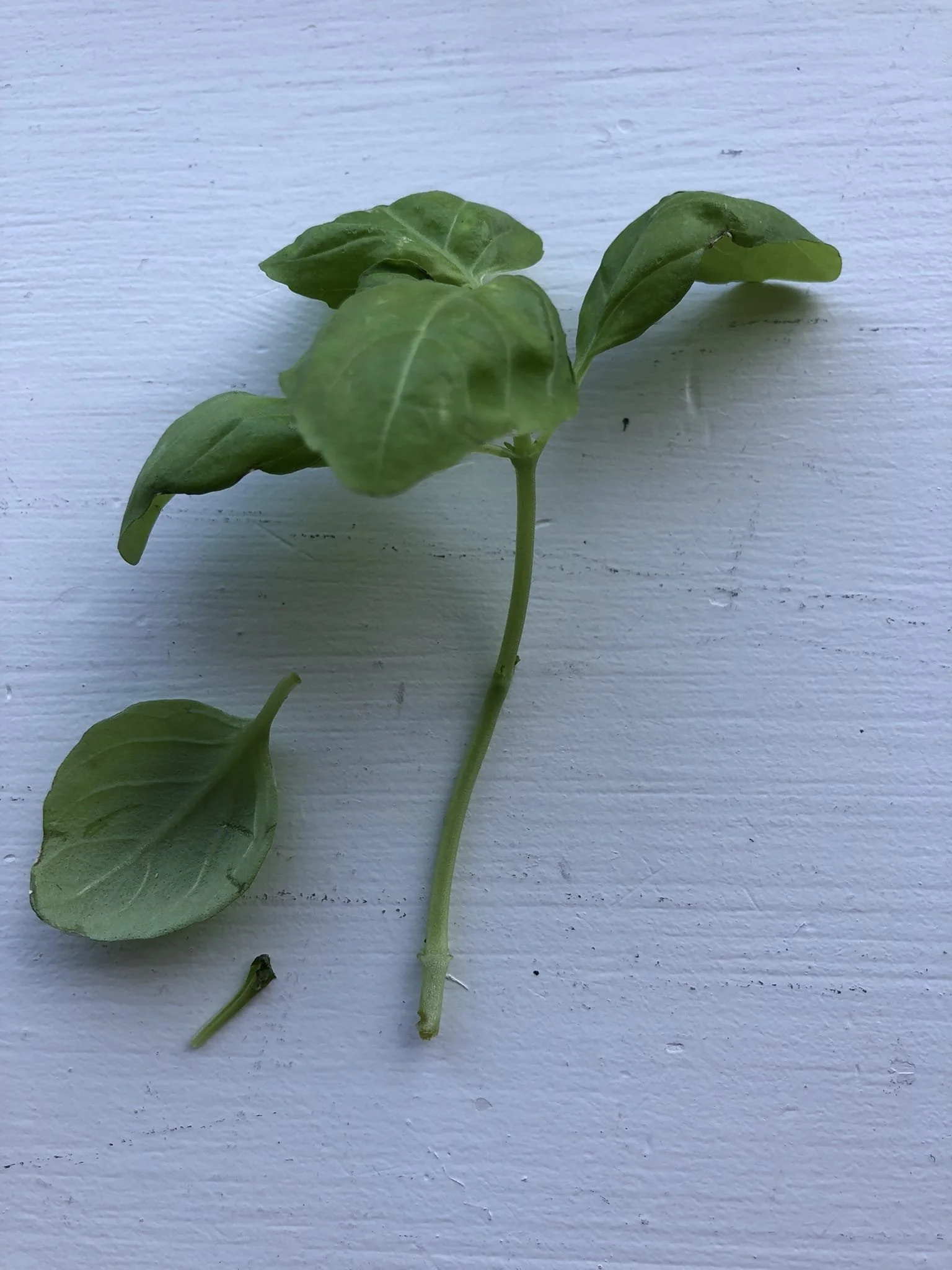 Growing Basil From Cuttings An Easy and Fun Guide — Gardening, Herbs