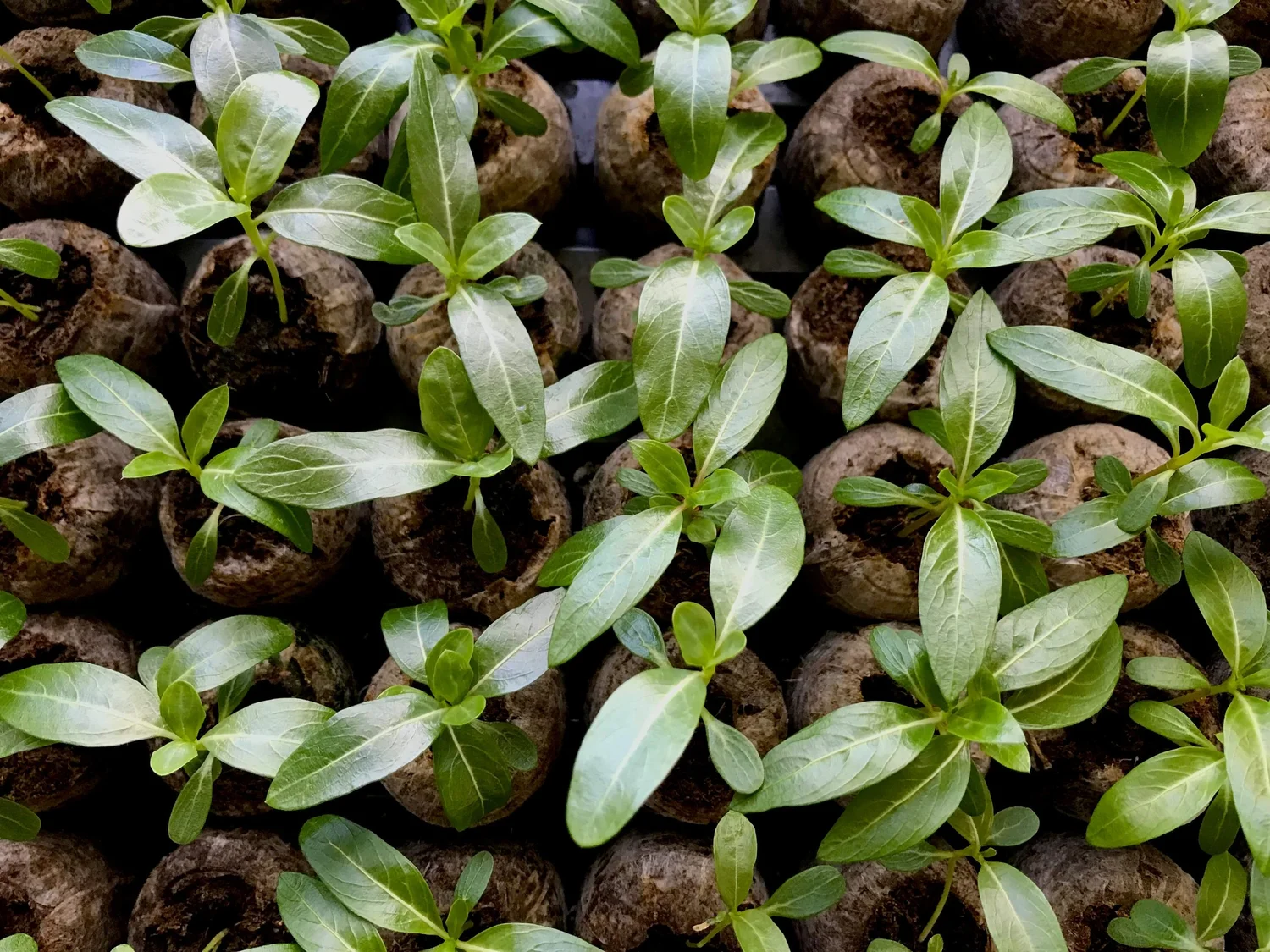 From Seed to Bloom How to Successfully Start Vinca From Seed