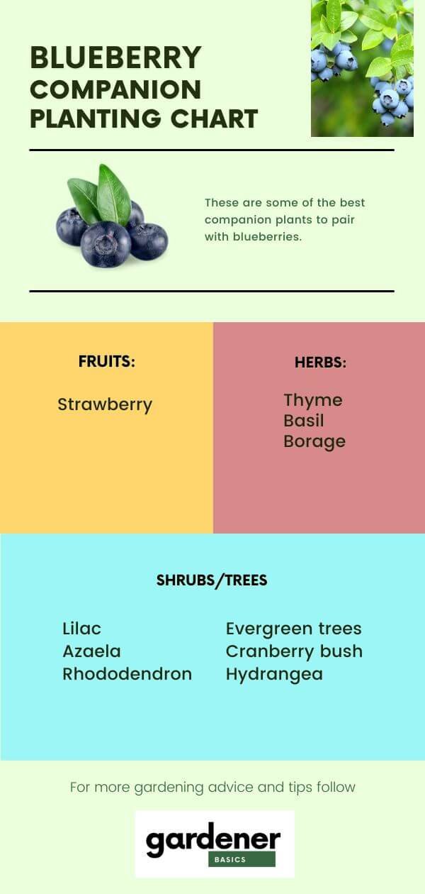 Image of Rhododendron companion plant for blueberries