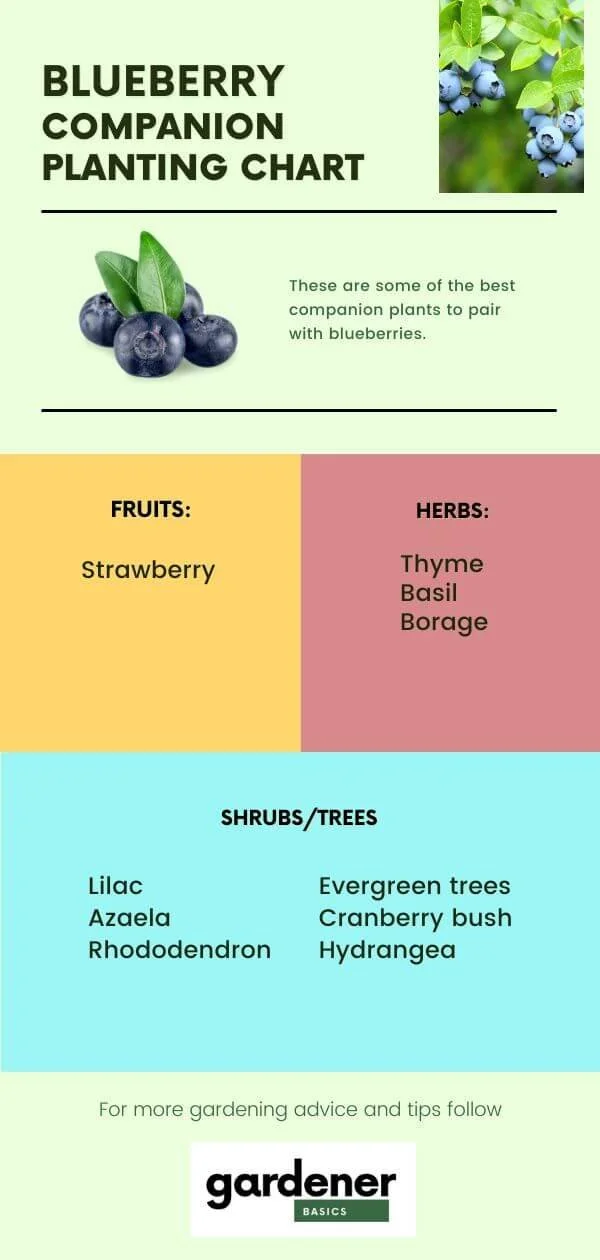 The Best Companion Plants for Blueberries (And Which Ones to Avoid