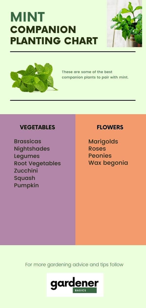 Image of Thyme companion planting chart with mint
