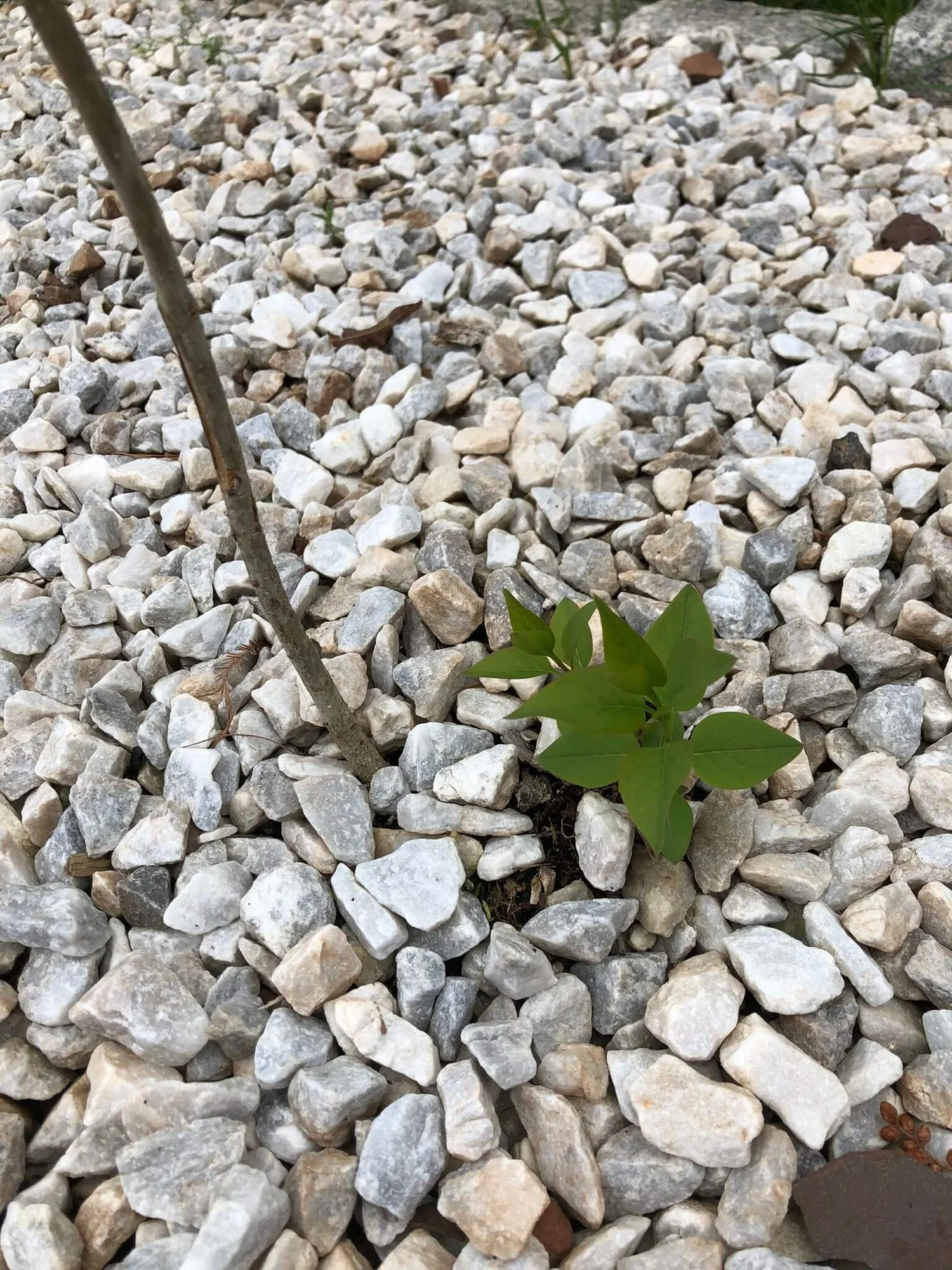 How to Transplant Lilac Shoots The Ultimate Guide — Gardening, Herbs