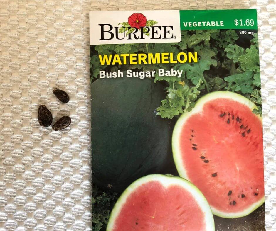 Growing Watermelon in Grow Bags A StepbyStep Guide — Gardening