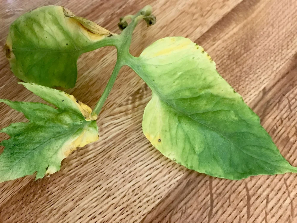 Yellow Leaves on Tomato Plants? Here's Why and How to Fix It