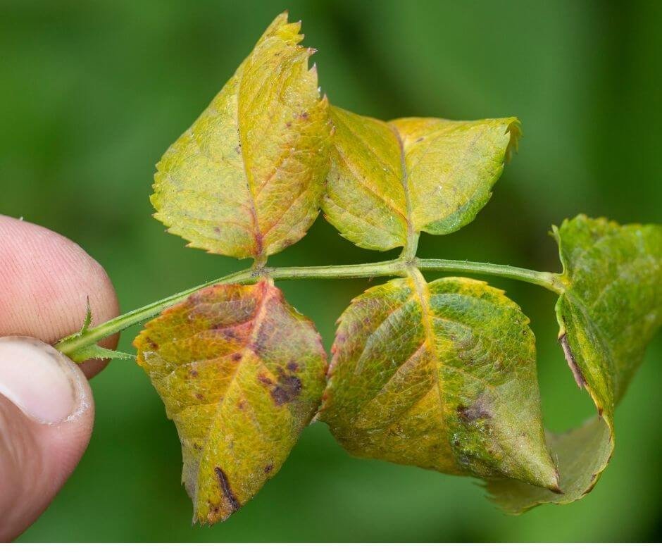 8 Reasons Your Apple Tree Has Brown Leaves ( & How to Fix)  