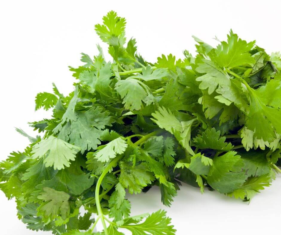 Image of Coriander companion herb for spinach