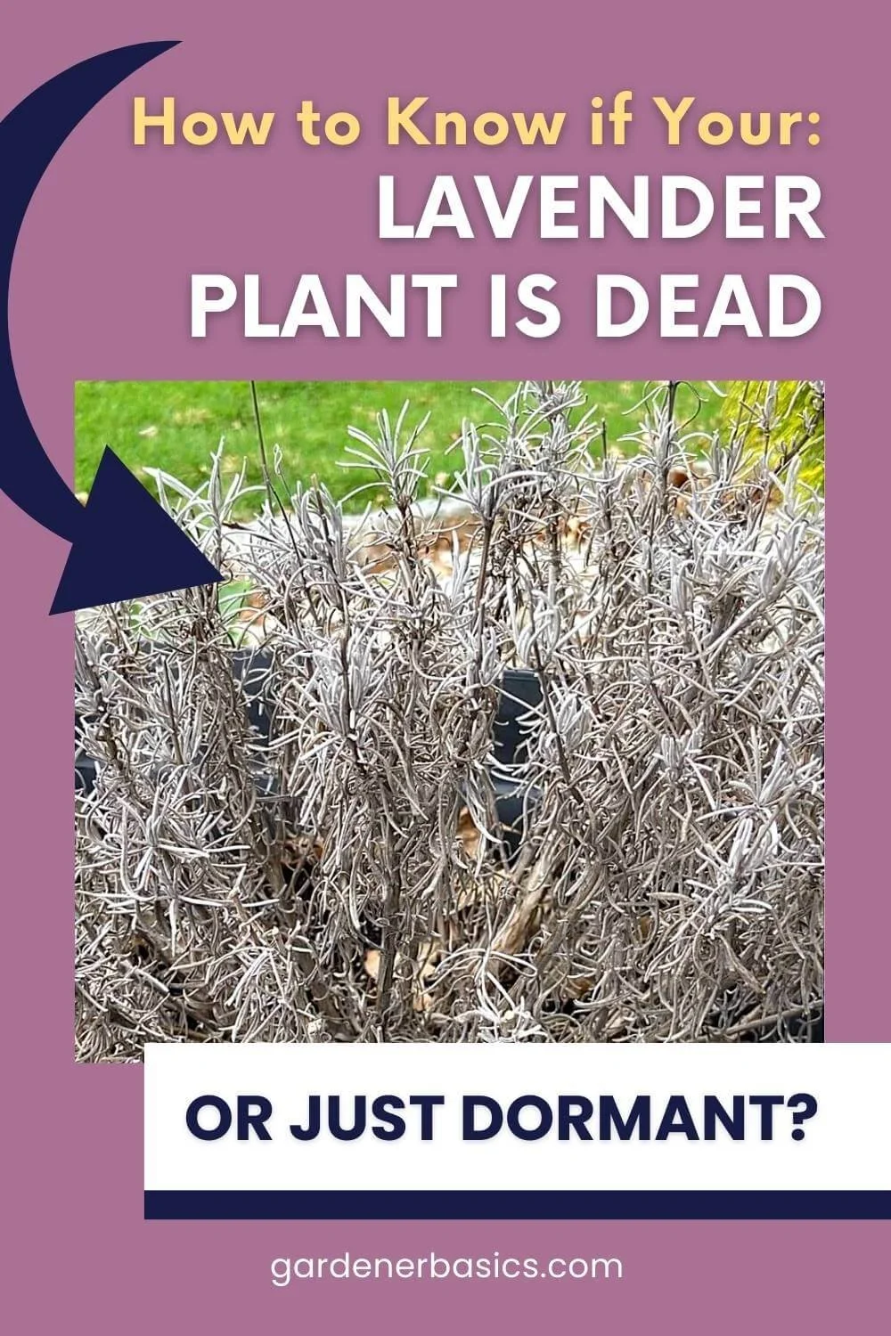 Is My Lavender Dead How To Tell If It s Dormant Or Gone For Good is-my-lavender-dead-how-to-tell-if-it-s-dormant-or-gone-for-good