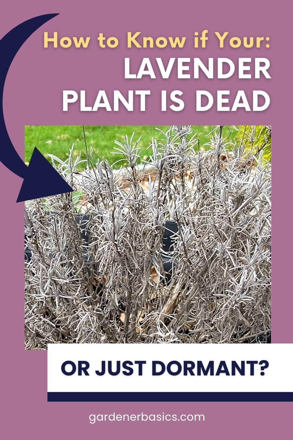 is-my-lavender-dead-how-to-tell-if-it-s-dormant-or-gone-for-good