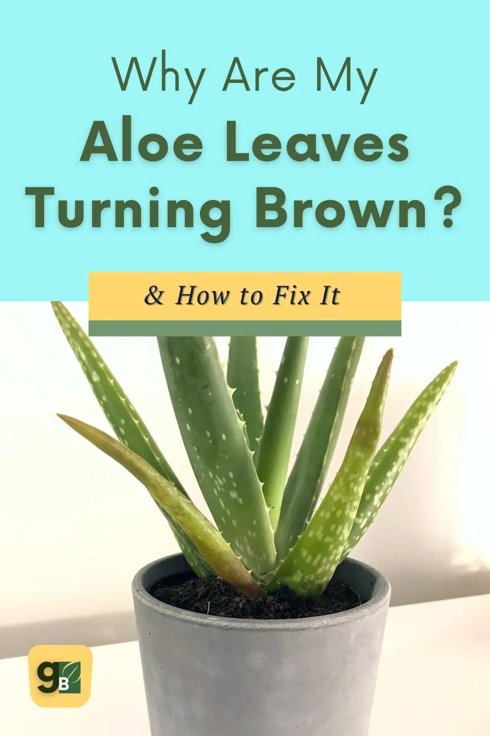 How to Save an Overwatered Aloe Plant Mistakes You're Making and How