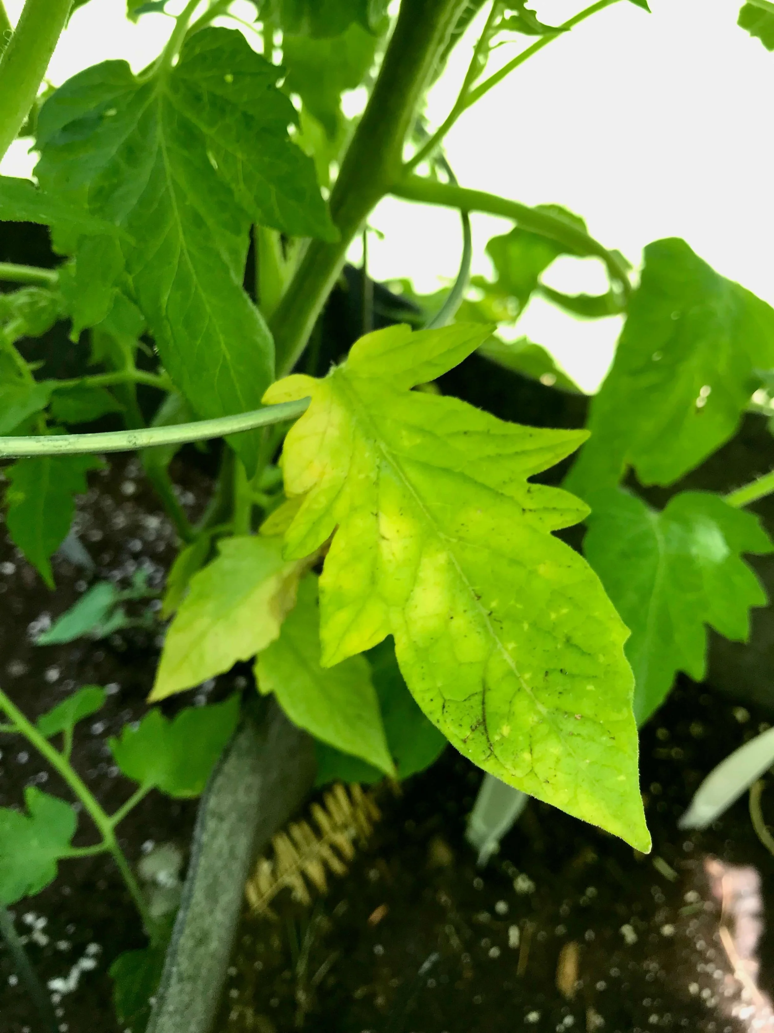 Yellow Leaves on Tomato Plants? Here's Why and How to Fix It