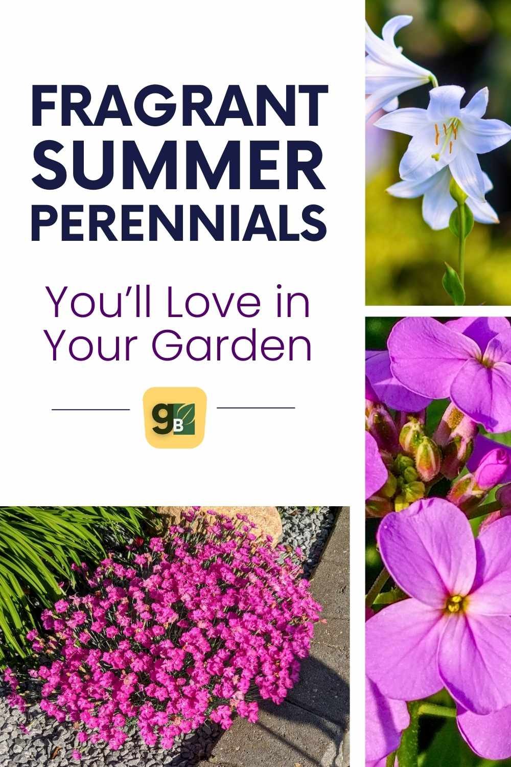 fragrant summer perennials