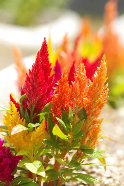the-best-drought-tolerant-annuals-for-a-stunning-low-water-summer-garden
