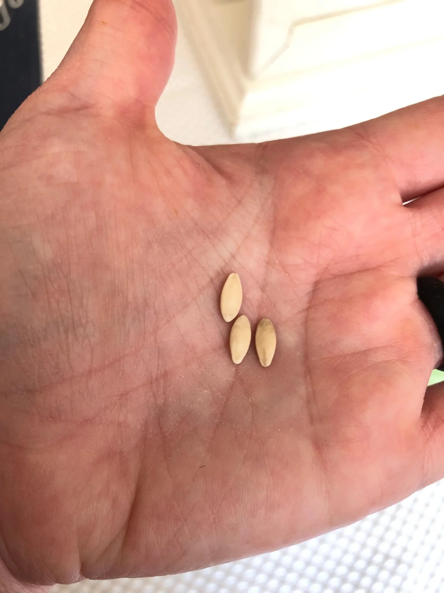 How to Grow Cucumbers in Grow Bags A Beginner's Guide — Gardening