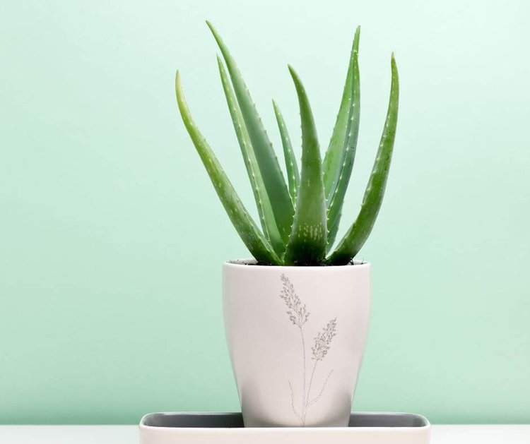 aloe vera