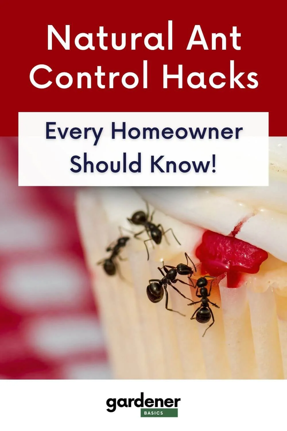 How to Get Rid of Ants Fast—and Keep Them from Coming Back