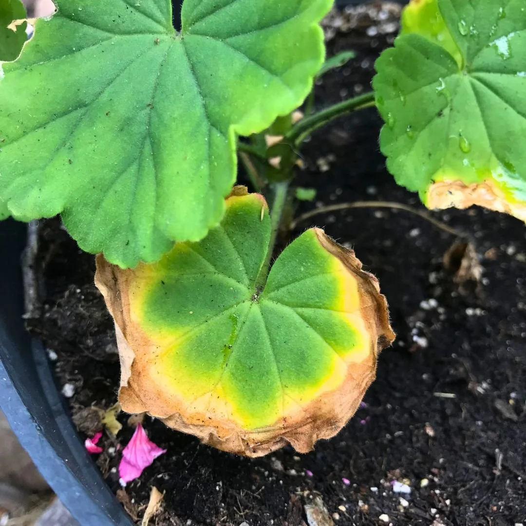 closeup of geranium plant with yellow leaves in a pot