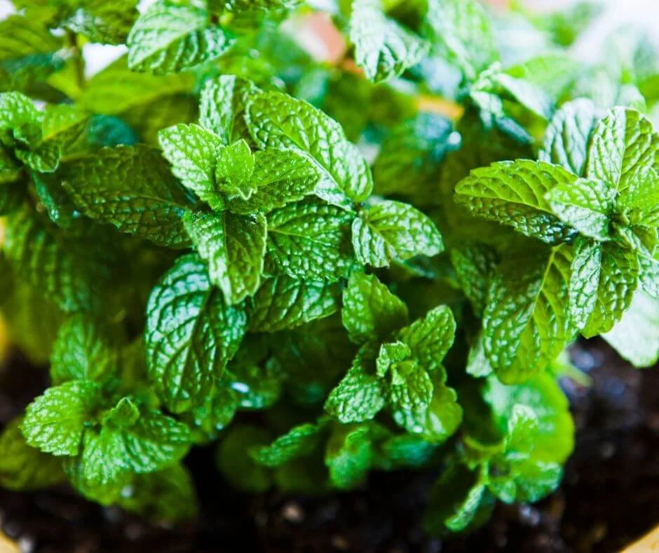 Herbs to Plant in Fall for a Flavorful Home Garden — Gardening, Herbs
