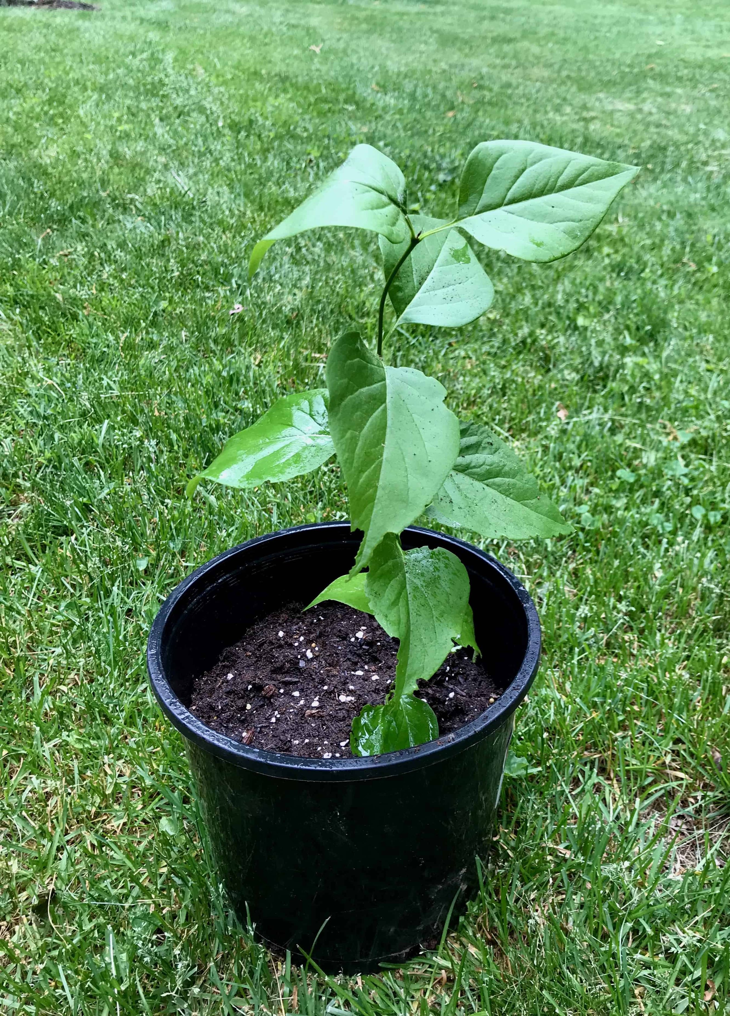 How To Propagate Lilacs: A Step-by-Step Guide Gardening, Herbs