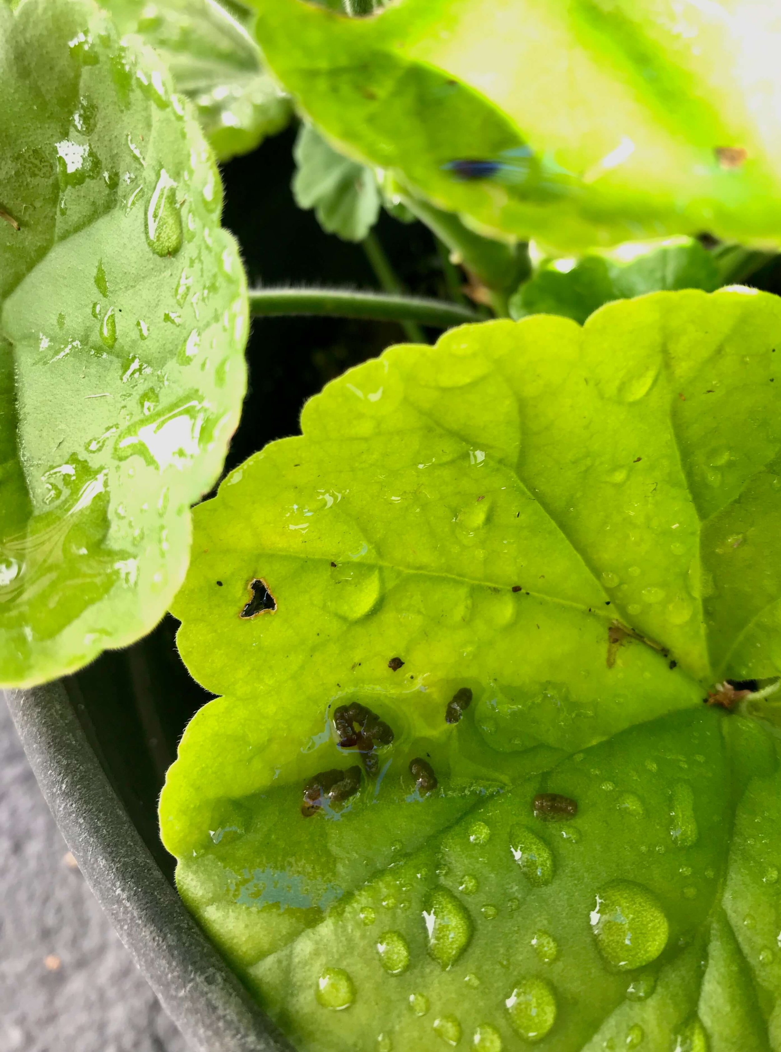 Budworm Control: How To Get Rid Of Budworms On Roses