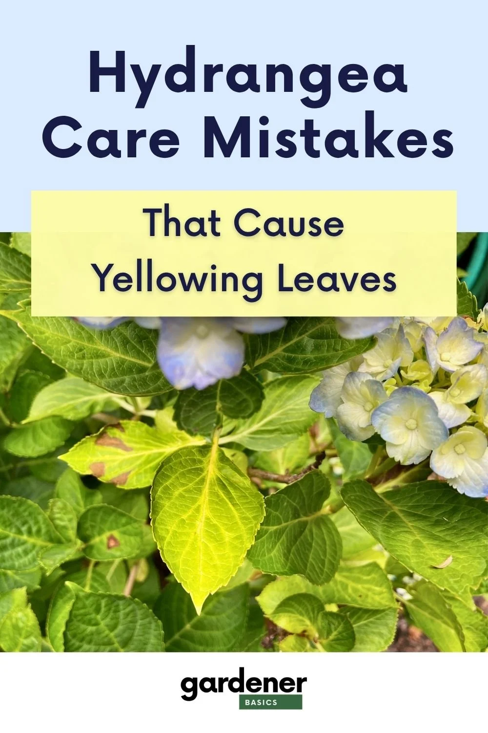 hydrangea leaves turning yellow