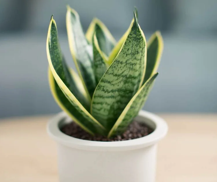 The Best Indoor Plants for Allergies and Asthma Sufferers — Gardening