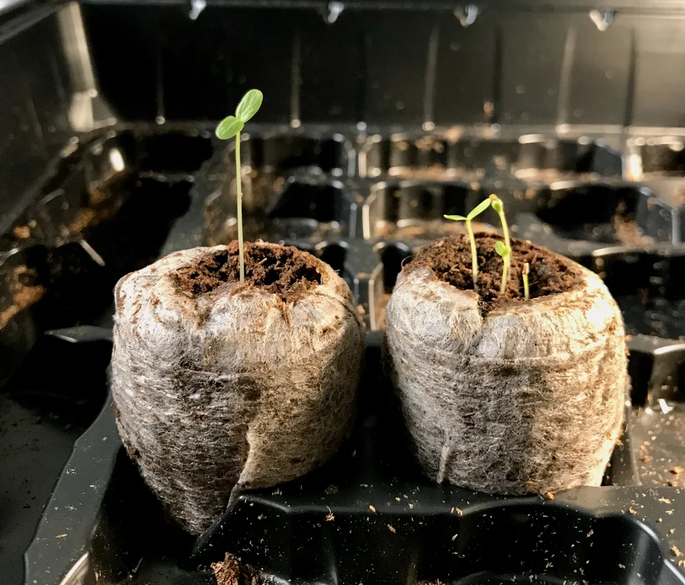 From Seed to Bloom How to Successfully Start Vinca From Seed — Gardening, Herbs, Plants, and