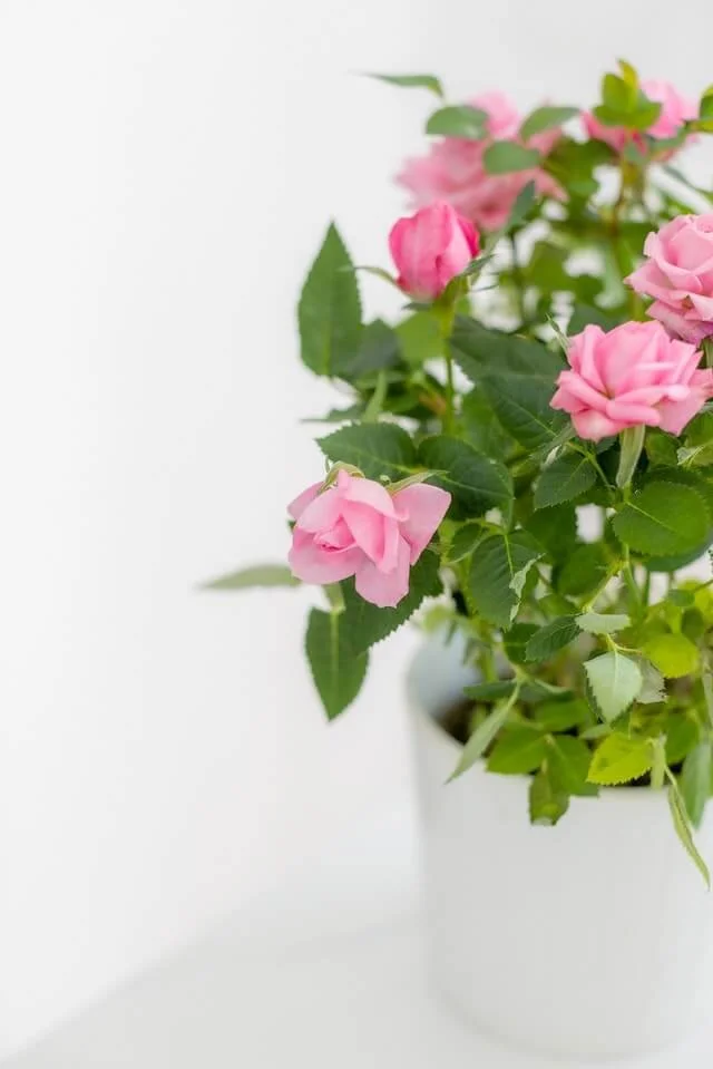 How to Care for Knockout Roses in Pots The Ultimate Guide — Gardening