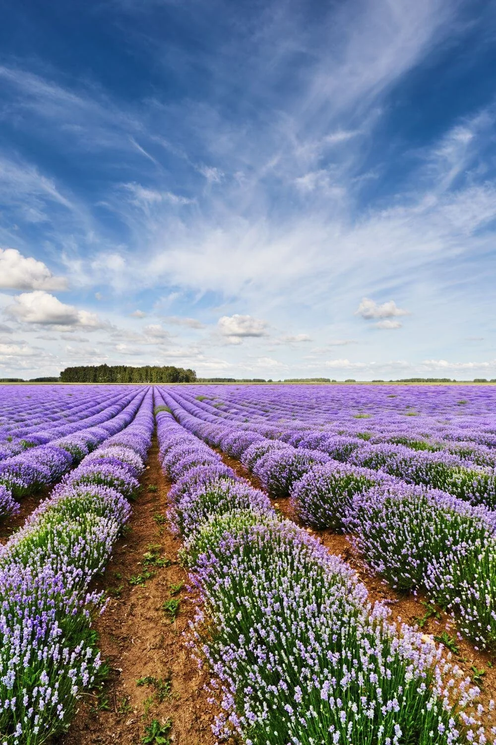 Lavender field