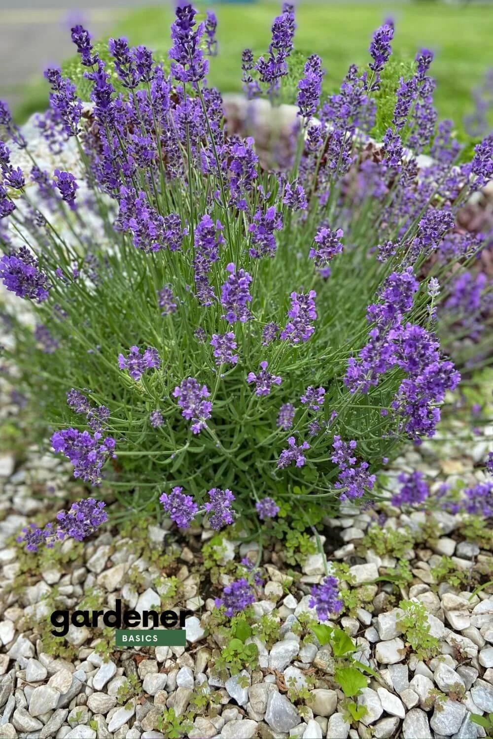 English Lavender