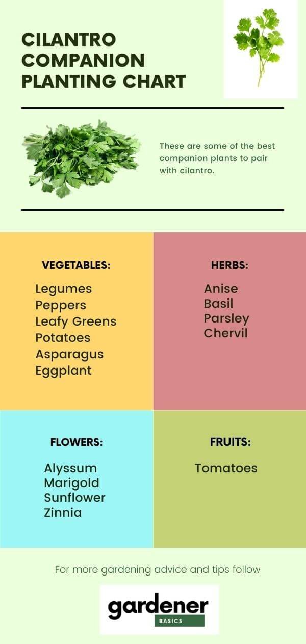 Image of Cilantro companion herb for lettuce