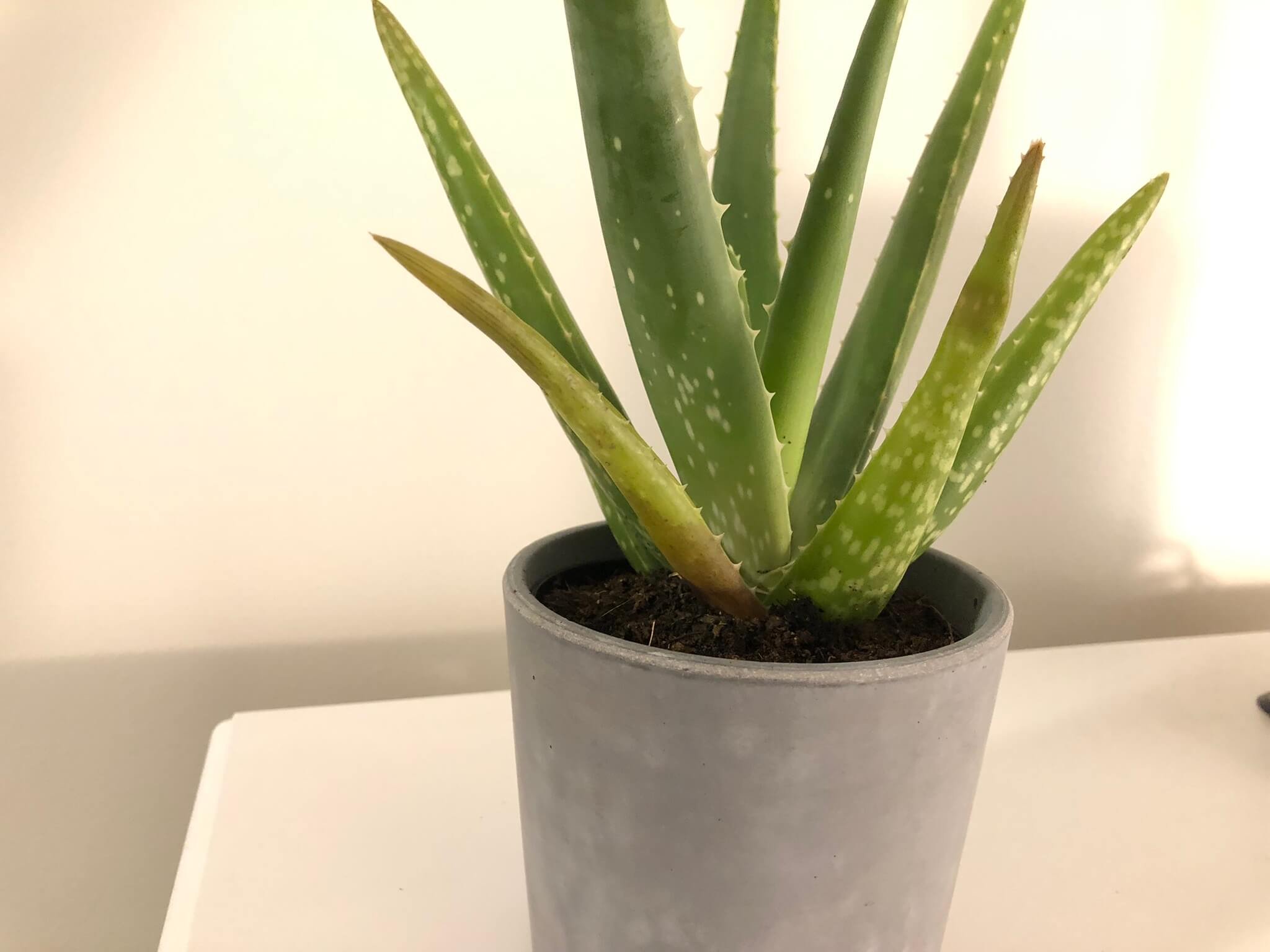 syndroom onwettig Verdorren How to Save an Overwatered Aloe Plant: Mistakes You're Making and How to  Fix Them — Gardening, Herbs, Plants, and Product Reviews