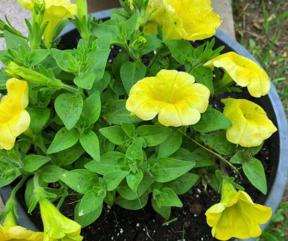 petunias