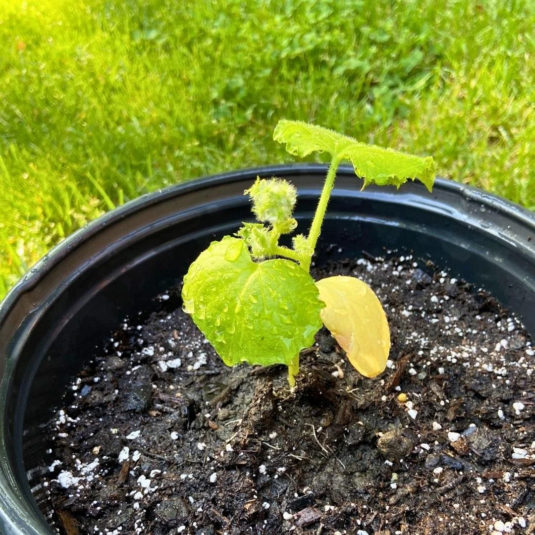 cucumber seedling transplanted outdoors