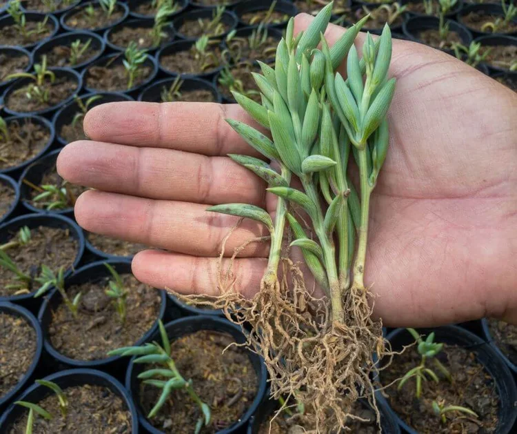 12 Best Succulents for Low Light Conditions — Gardening, Herbs, Plants, and Product Reviews