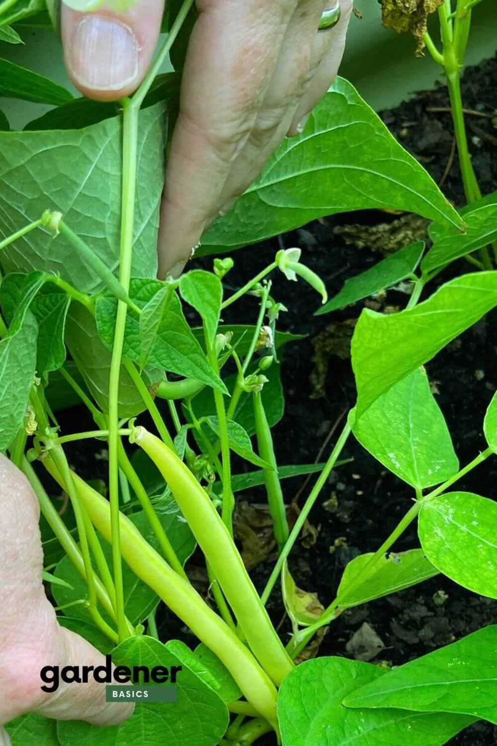 Wax beans direct sown