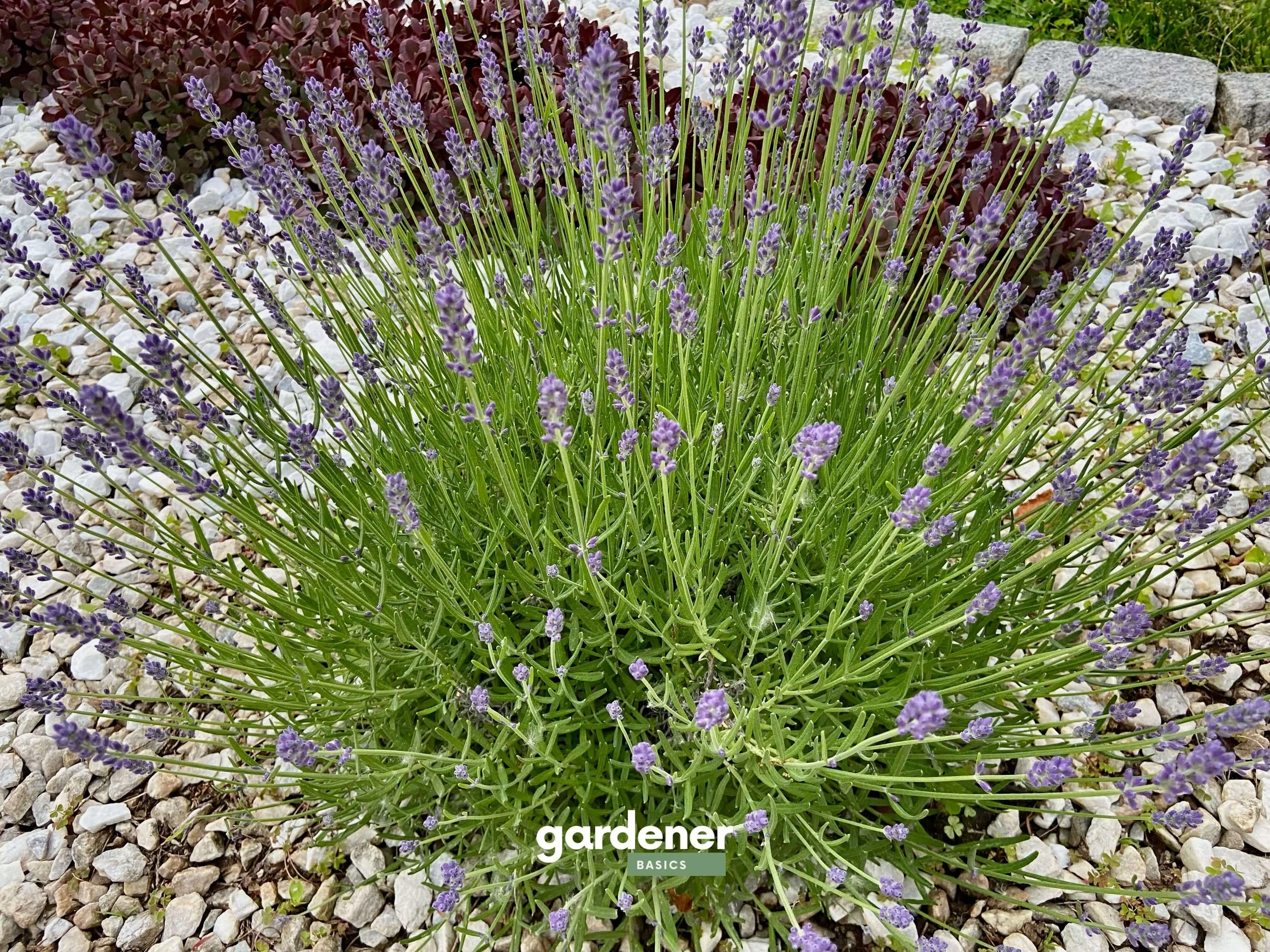 types of lavender