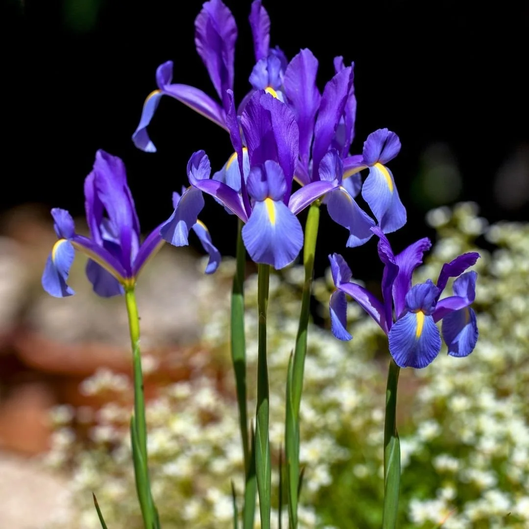 purple irises deer resistant flowers
