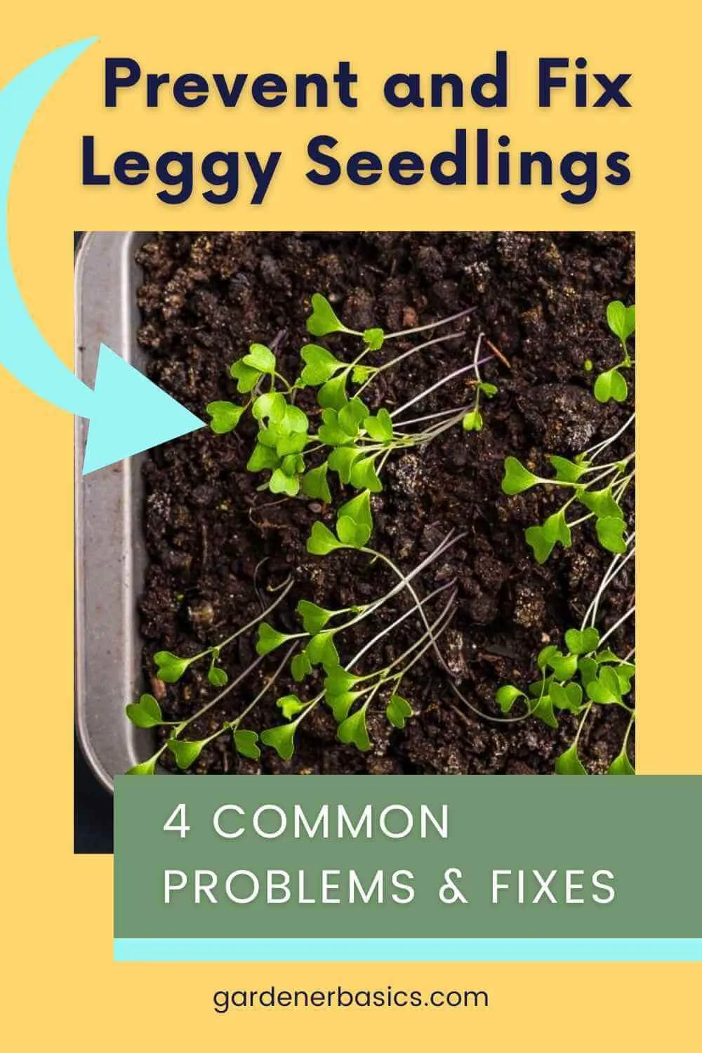 Leggy Seedlings