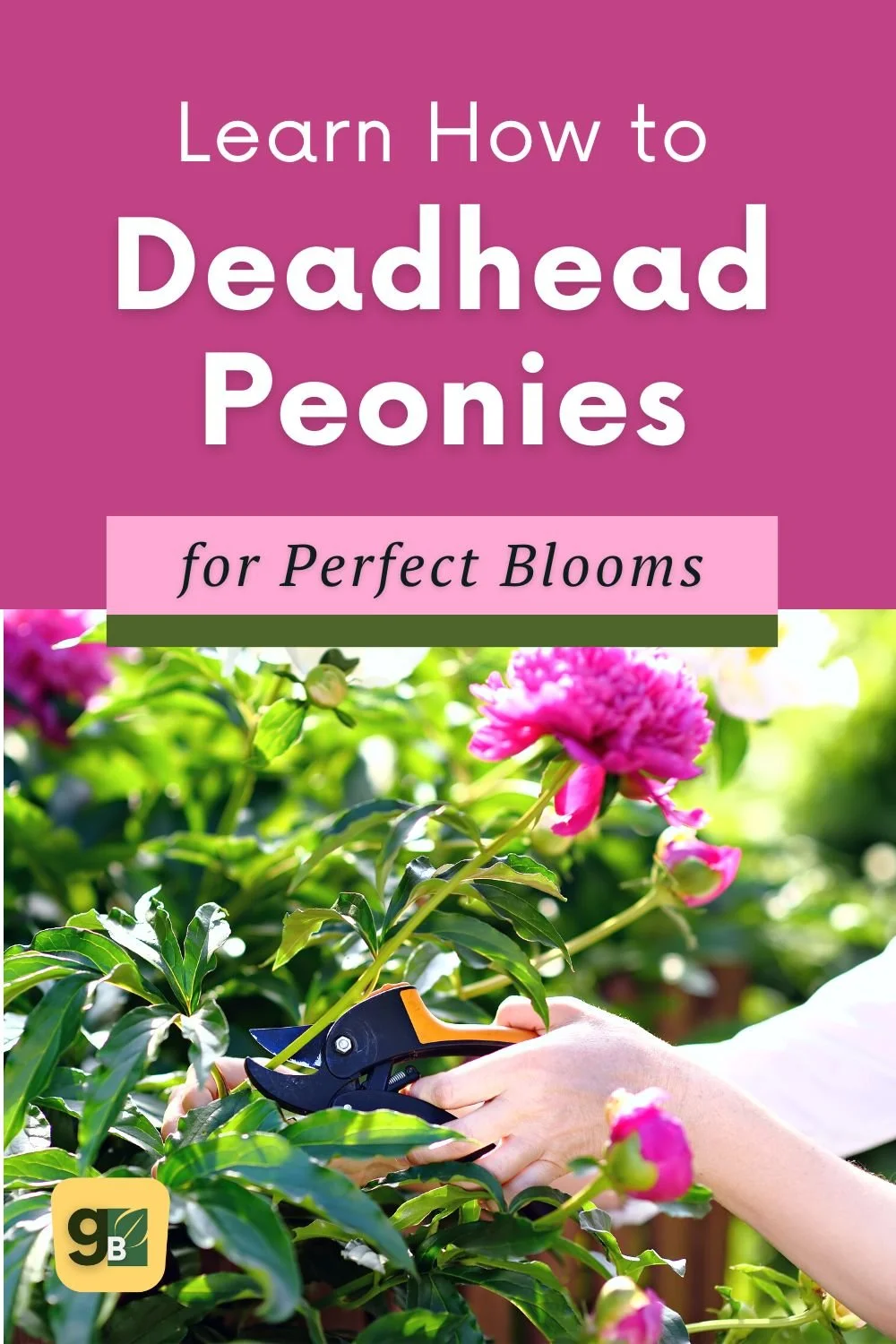 The Art of Deadheading Peonies Essential Tips — Gardening, Herbs, Plants, and Product Reviews