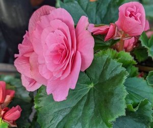 Perfect Partners: Stunning Hydrangea Companion Plants for a Vibrant ...