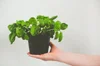 7 Reasons For Your Basil Leaves Wilting And Solutions To Fix It